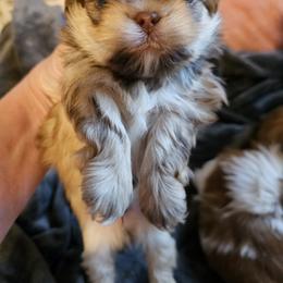 Dobie - Chocolate and tan male Shih Tzu puppy in Kings Mountain, North Carolina from NC Shih Tzus by Tammy