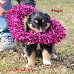Ginger BTF6 - female Miniature American Shepherd puppy in Elgin, Oregon from LongMile Aussies