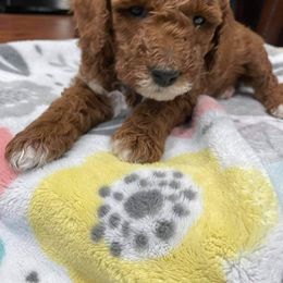 Goldendoodle Puppies from Dream Doodles of Central Texas