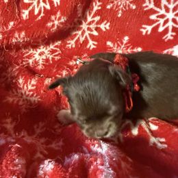 Gina - Chocolate and tan female Chihuahua puppy in Beaumont, Texas from Anastasia’s Tiny Pupps