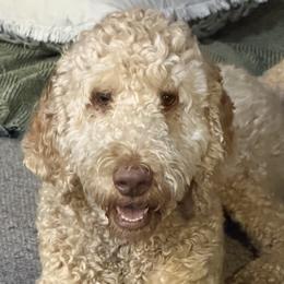 Goldendoodles from McCaslin's Doddles