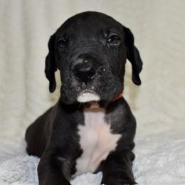Woodford Reserve - Black and white male Great Dane puppy in Chapmansboro, Tennessee from Balthrop Bend Farms