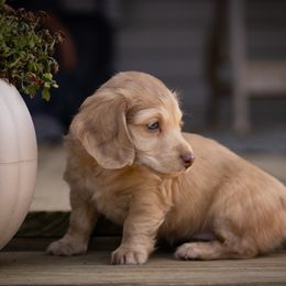 Honey - Dapple female Dachshund puppy in Excel, Alabama from CJ’s Little Palace