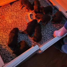 Rottweiler Puppies from Von Nuffosttor Rottweilers