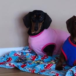 Dachshunds from Nomala