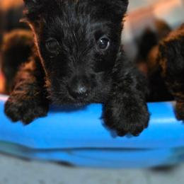Ariel - Black female Scottish Terrier puppy in Seymour, Missouri from Fairview's Precious Pups