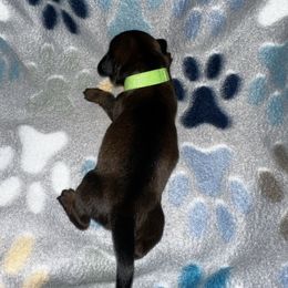 Boy green - Red male Dachshund puppy in Blountville, Tennessee from Dachshund Delight