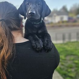 Rex - Black Labrador Retriever puppy in Winston, Oregon from Feywild Kennels