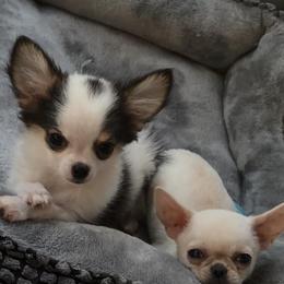 Nathan - Black and tan male Chihuahua puppy in Palmyra, Indiana from Country Star Chihuahuas