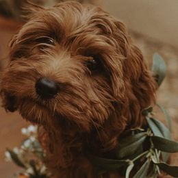 Cavapoos from Pup Fiction Breeders