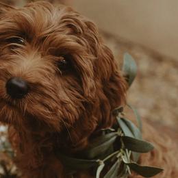 Cavapoos from Pup Fiction Breeders