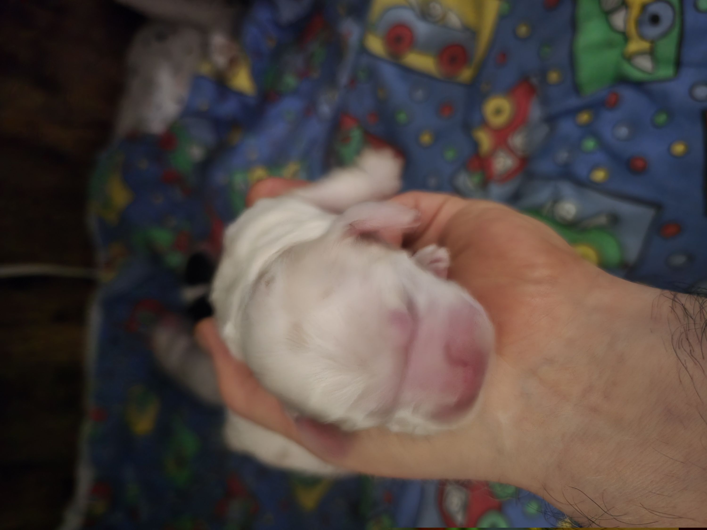 AKC Ollie - Buff and white male Cocker Spaniel puppy in Midlothian, Virginia from Swift Creek Cocker Spaniels