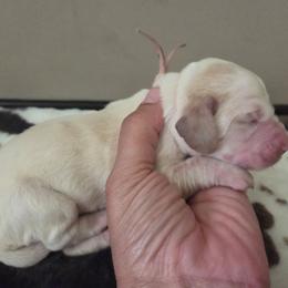 Zena - Lemon and white female Basset Hound puppy in Denison, Texas from Emma Lou's Baby Bassets