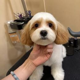 Cavapoo Puppies from Woodland poodles and Cavapoos