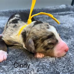 Cindy - Chocolate merle female Bernedoodle puppy in New Ringgold, Pennsylvania from Hawk Mountain Doodles