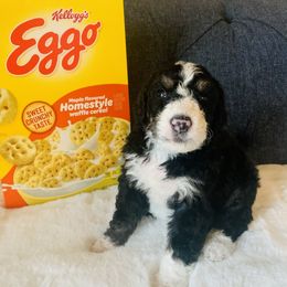 Bernedoodle Puppies from Moose Tracks Bernedoodles