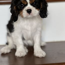 Cavalier King Charles Spaniel and Havanese Puppies from Harlequin Havanese