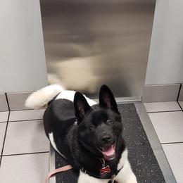 Akita Puppies from Mizuki Akita LLC.