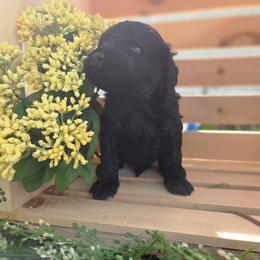 Coraline - Black female Labradoodle puppy in Clinton, Ohio from P&L Doodles