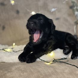 Goldendoodle Puppies from Merced Doodles