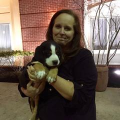 Greater Swiss Mountain Dog Puppies from S’rendi Greater Swiss Mountain Dogs