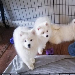 Samoyed Puppies from SnoDen Samoyeds