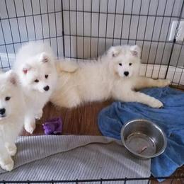 Samoyed Puppies from SnoDen Samoyeds