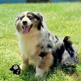Piper - Miniature Australian Shepherd