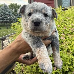 Ivey - Blue female Australian Cattle Dog puppy in Lynd, Minnesota from Diamond Falls Cattle Dogs