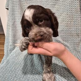 Yellow - White and liver female English Springer Spaniel puppy in South Williamsport, Pennsylvania from Hoppin Honey Homestead