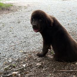 Kodiak OFA - Brown male Newfoundland puppy in Falmouth, Michigan from Dyer Lake Newfoundland’s
