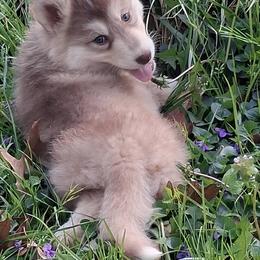 Female 1 - RUBY - SOLD - female Native American Indian Dog puppy in Glade Hill, Virginia from Indian Valley Kennels