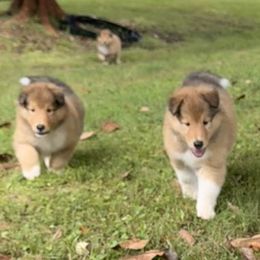 Collie Puppies from Savoy Collies