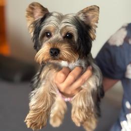 Chocolate - Black and gold male Yorkshire Terrier puppy in Tamarac, Florida from Yorkiefamily7