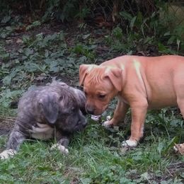 American Staffordshire Terrier Puppies from GrinNation Noble Am Staffs