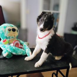 Jack Jack - Black white and tan male Shetland Sheepdog puppy in Albany, New York from K&A Little Wonder's