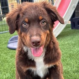 Red - Red tri male Miniature Australian Shepherd puppy in Arizona from Country Charm Mini Aussies