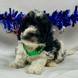 Miles - Parti male Poodle puppy in Lancaster, Missouri from Cavapoo Acres