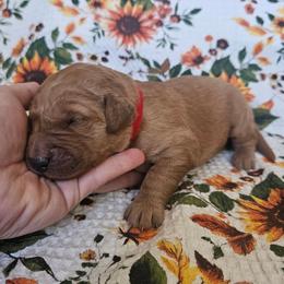 Boy 3 - Dark golden male Golden Retriever puppy in Lawtey, Florida from Rise and Shine Goldens