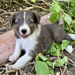 Sweetie Pie - Seal female Border Collie puppy in Mesa, Arizona from Ranch Girl Border Collies