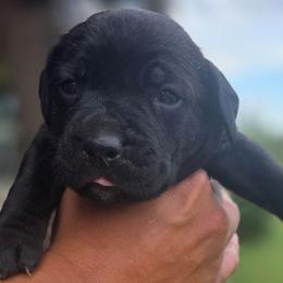Green - Black brindle female Cane Corso puppy in Granbury, Texas from La Muerte Corso Kennel