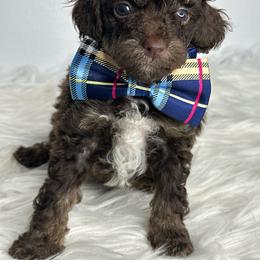 Boy 3 - Phantom male Poodle puppy in Flint, Michigan from Anytime Doodles