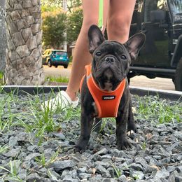 Rocket 🚀 - Brindle French Bulldog puppy in Mc Allen, Texas from Frenchie House LLC