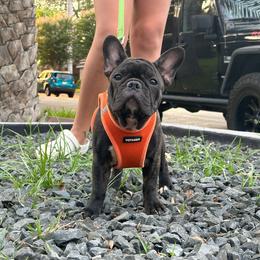 Rocket 🚀 - Brindle French Bulldog puppy in Mc Allen, Texas from Frenchie House LLC
