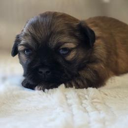Dolly - Brown female Shichon puppy in Ronda, North Carolina from Willow River