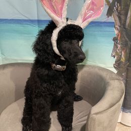 Poodle Puppies from Abbott Standard Poodles