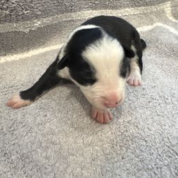 Boy 7 - Black and white male Border Collie puppy in Temecula, California from Joni Gibson's Border Collies
