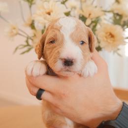 Henry - Cream male Goldendoodle puppy in San Tan Valley, Arizona from Golden Haven Puppies