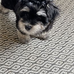 Havanese Puppies from Moulder Havanese