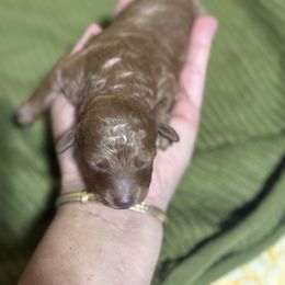 Boy 1 - Red  male Poodle puppy in Monetta, South Carolina from Moonrise Poodles